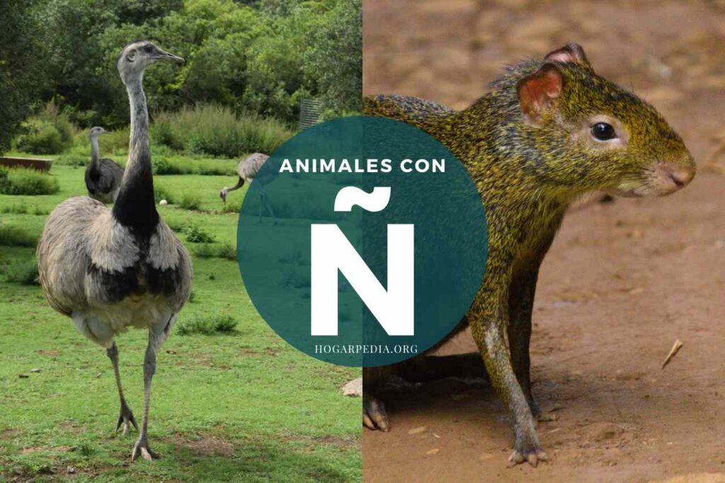 animales con n 1