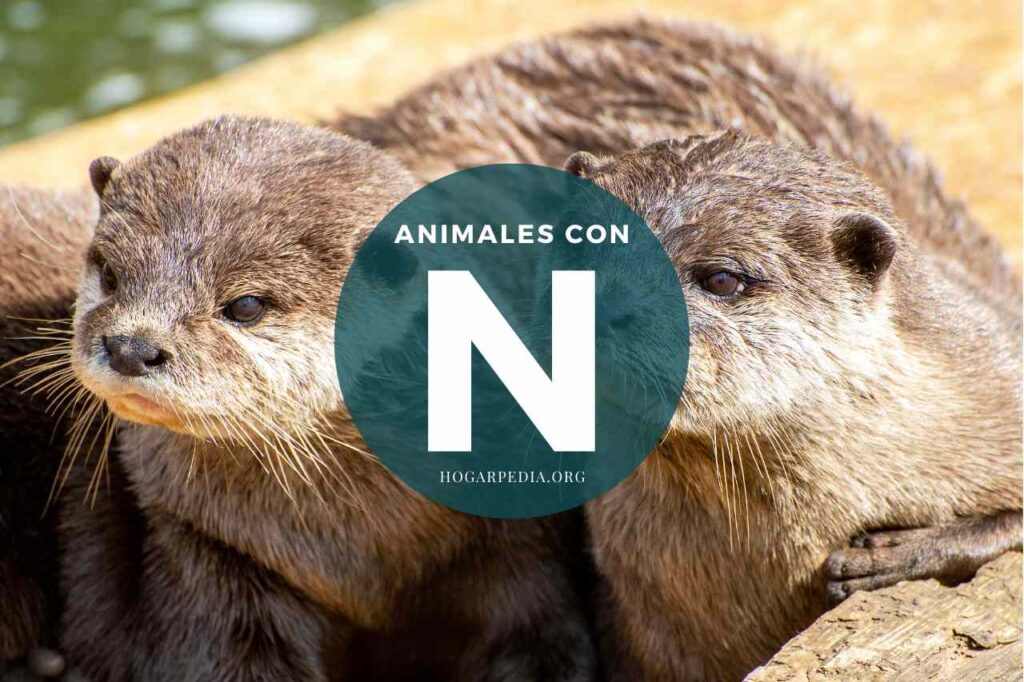 animales con n