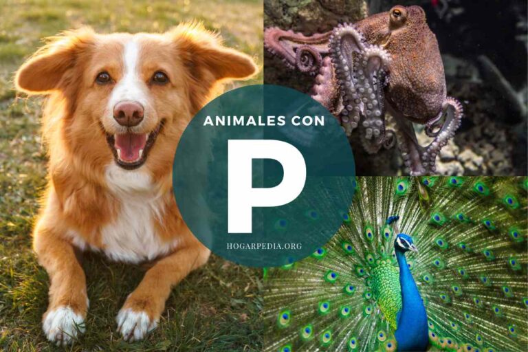 animales con p