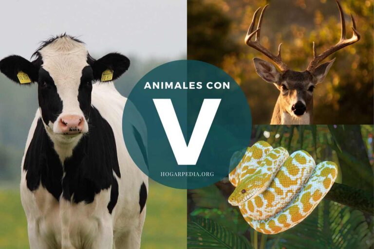 animales con v