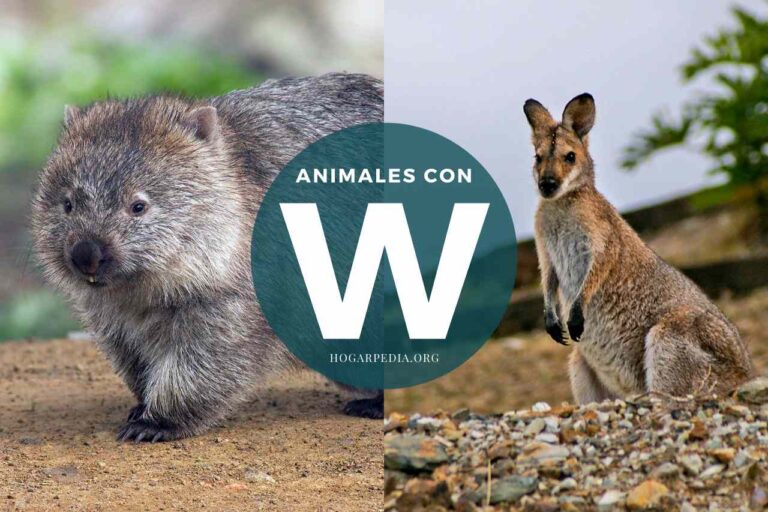 animales con w