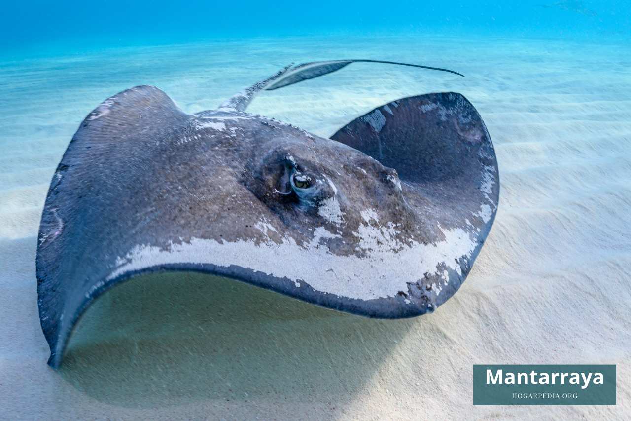 mantarraya animal con la m