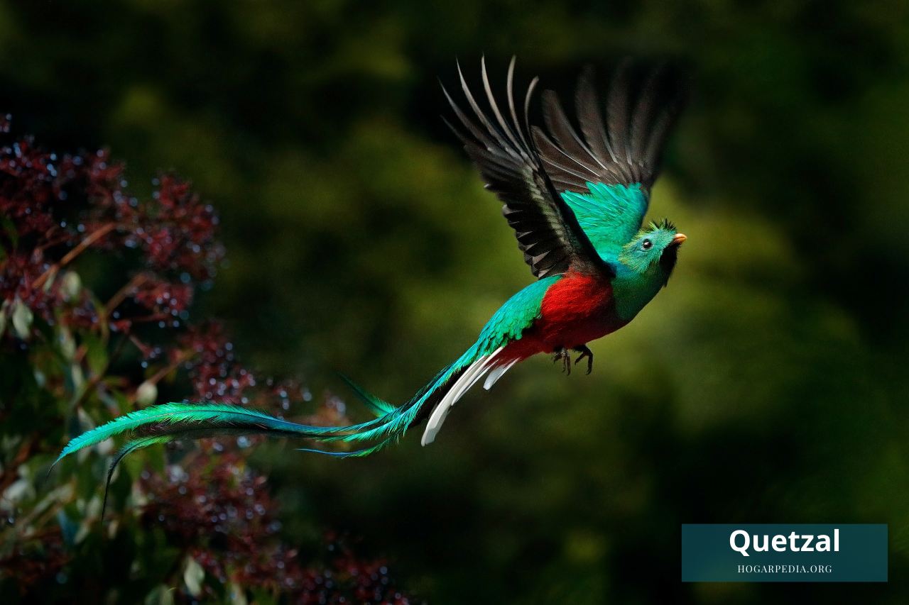 quetzal animales por q