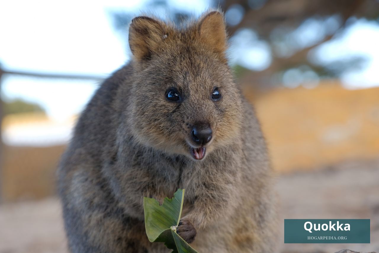 quokka animal con q