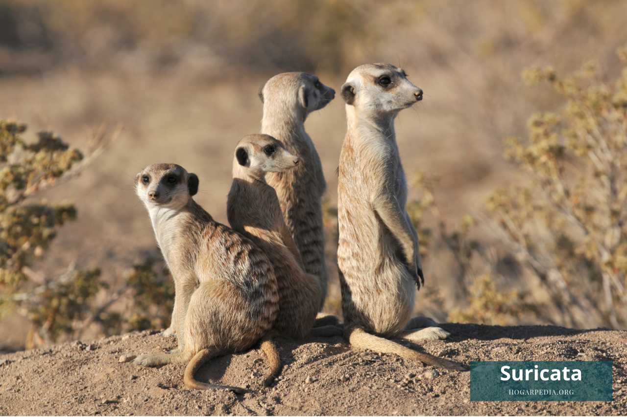 suricata animal con s