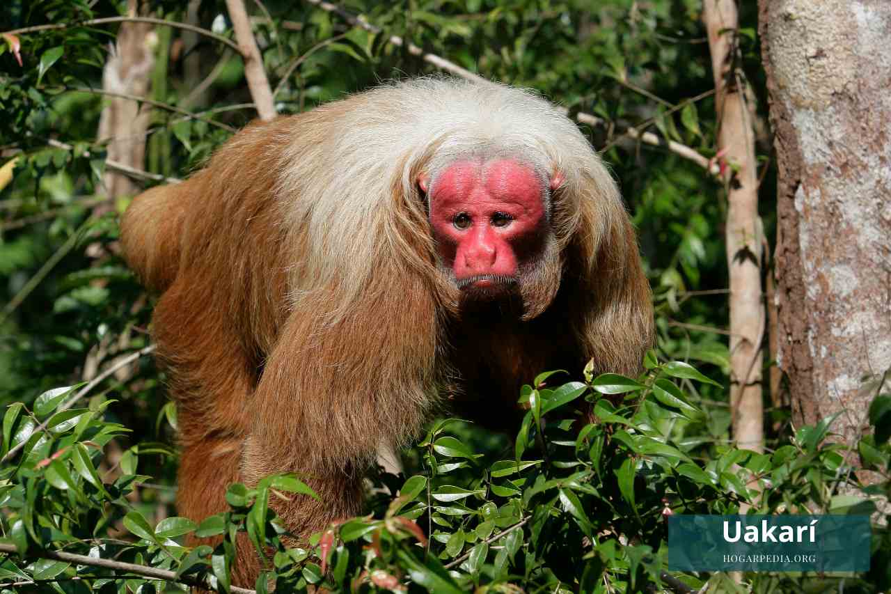 uakari animal con u