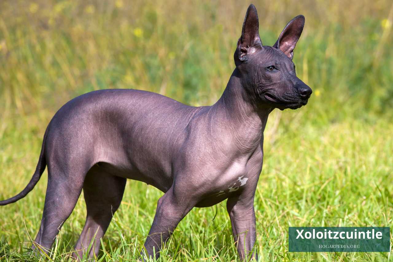 xoloitzcuintle animal por la X